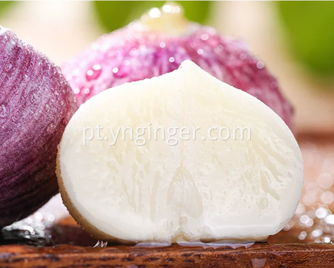 Garlic 13